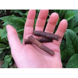 Comfrey - Root Cuttings - Bocking #4 (Symphytum ×  uplandicum) - Ready to Plant (Comphrey, knitbone, (10)
