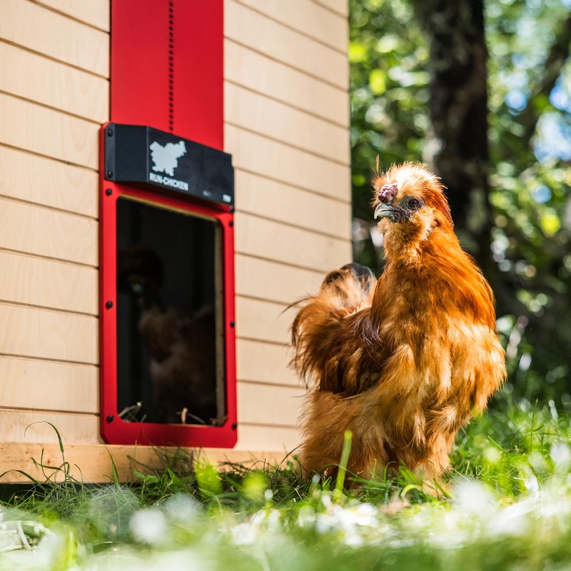 Run Chicken Door Model T50 (Red)