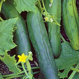 50 Organic Marketmore Cucumber Seeds for Planting 1.5+ Grams of Seeds Non GMO Heirloom USA Harvested