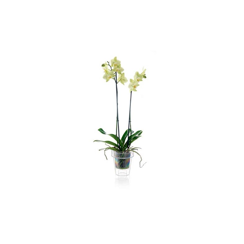 Teraplast Porto Vase with Holder for Orchids Diameter 14 cm