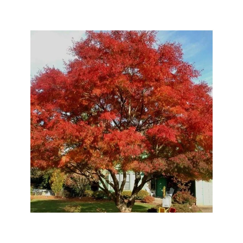 Tree Sun Valley Red Maple Tree - 12-24" Tall -