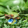 Vivid Arts - Wall Hanging - Blue Tit on Door