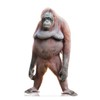 Cardboard People Orangutan Life Size Cardboard Cutout Standup - Made