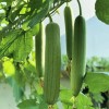 ZEshops 30pcs Luffa Chubby Pier Gourd Seeds - Non-GMO, Loofah