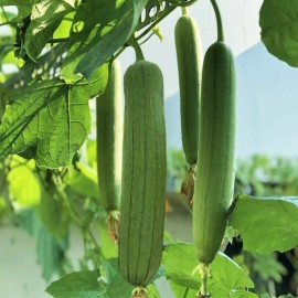 ZEshops 30pcs Luffa Chubby Pier Gourd Seeds - Non-GMO, Loofah Sponge Gourd Seeds