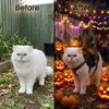 Halloween Headless Horseman Cat Costume for Pet Dress-Up – Adjustable