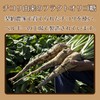 JAY & CO. Allose Powder Fructooligosaccharide Blend, Final Processing Area: