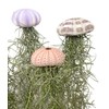 Jelly Moss, Spanish Moss, with Hanging Urchin Shell, Tillandsia Air