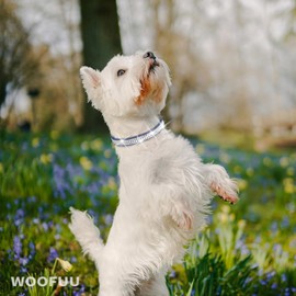 WOOFUU Sparkly Dog Collar, Stylish and Practical Diamonds Denim Dog Collar for Small Medium Dog and Cat 16''