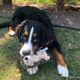 Snuggle Puppy Tender-Tuffs Crinkle - Large Tough Plush Stuffed Hedgehog Animal Dog Toy with Puncture Resistant Squeaker and Super Strong Seams