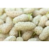 live plant 2-3 year old White Mulberry (Morus alba) plant,
