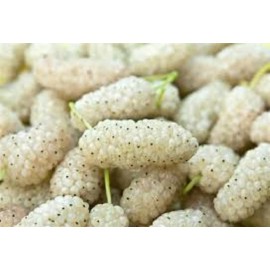 live plant 2-3 year old White Mulberry (Morus alba) plant, Russian, 2-3 ft tall