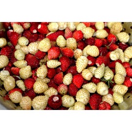 Alpine Wild Strawberry Red and Yellow Mix Fragaria Virginiana 100+ Seeds