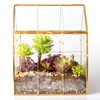ElegantLife Glass Geometric Terrarium, Succulent & Air Plant(No Plant Included)