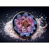 Bloom Pigment Paste, Highly Concentrated White Pigment Paste for Creating