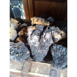 PLUS Chaga Mushroom Dried Chunks Wild North East USA, 1lb