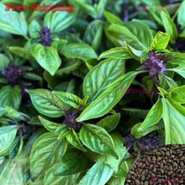 Treevale Cinnamon Basil Seeds | NON-GMO - 500 Seeds
