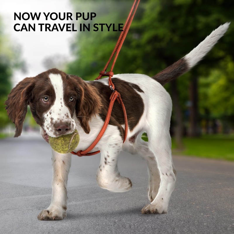CollarDirect Rolled Leather Dog Harness Small Puppy Step-in Leash Lead