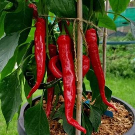 Sunshine Seeds Byadgi Chili Pepper Seeds (20) / ORGANIC / FLORIDA GROWN / EXTREMELY RARE