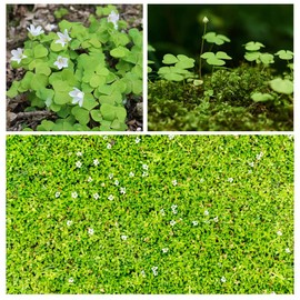 Ficoszo 10000+ White Irish Moss Seeds for Planting, Non-GMO Moss Ground Cover Plant Creeping White Flower Green Carpet Clover Seed for Planting Garden Yard Lawn