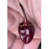 Purple Bubblegum 7 Pot BBG Scorpion Super Hot Pepper Premium