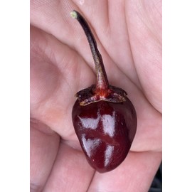 Purple Bubblegum 7 Pot BBG Scorpion Super Hot Pepper Premium Seeds for Planting Packet