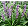 Super Blue Liriope Muscari - 50 Bare Root Plants -