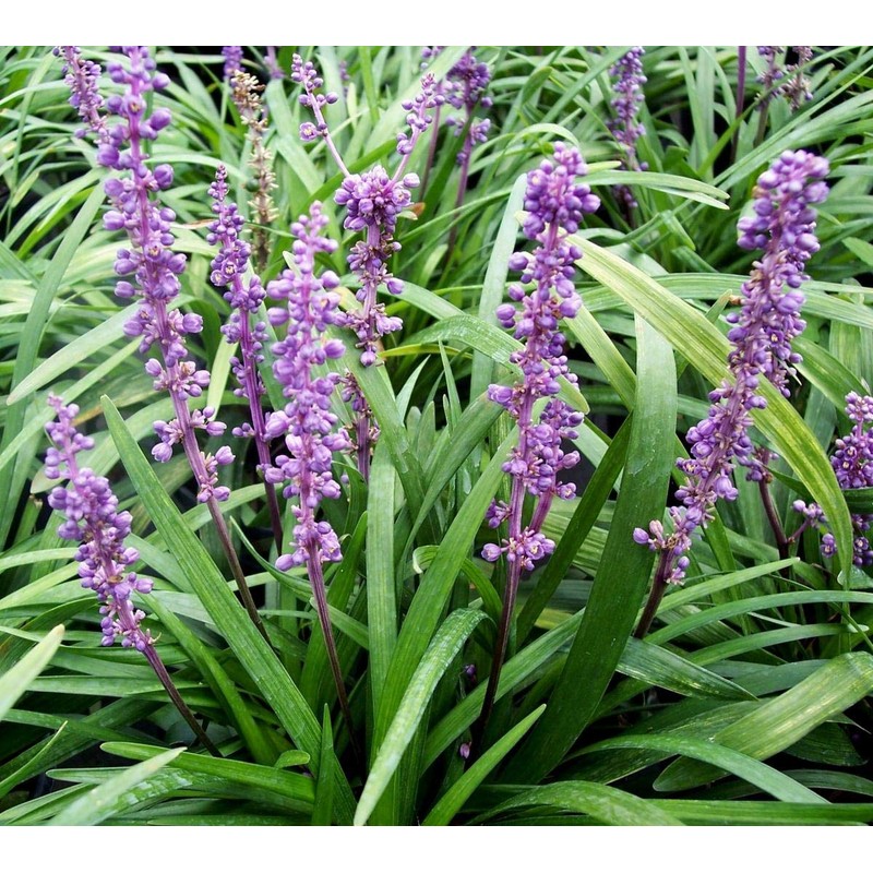 Super Blue Liriope Muscari - 50 Bare Root Plants -