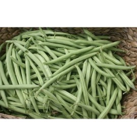 Green acres 50+ Provider Bush Green Bean Seed NON-GMO,Organi