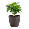 elho The Coffee Collection Round 22 cm - Indoor Flower