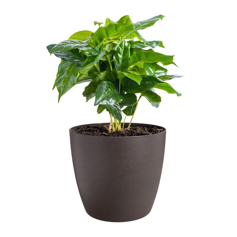 elho The Coffee Collection Round 22 cm - Indoor Flower