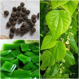 200 Natural Green Vine Jelly Seeds - Suong Sam Long - Green Grass Jelly Plant Seeds Cyclea barbata | Non GMO | Organic | Heirloom | High Germination Rate