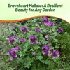 Outsidepride Braveheart French Hollyhock Seeds - 100 Pcs Perennial Purple