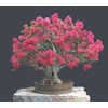 CZ Grain 20 Crape Myrtle Bonsai Tree Seeds Exotic Bark