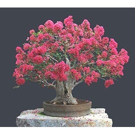 CZ Grain 20 Crape Myrtle Bonsai Tree Seeds Exotic Bark and Vibrant Flowers