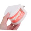 KICHOUSE Standard Size Dentals Model Tooth and Visible for Teaching