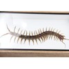 Real Centipede Millipede Scolopendra MORSITANS Taxidermy Insect in 3D Wooden