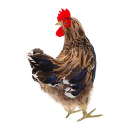 Milisten Simulation Chicken Model Chicken Toy Fake Hen Decor Hen Ornaments Simulation Chicken Decor Fake Chicken Decor Simulation Hen Ornament Small Animal Sculpture Fake Hen Ornament