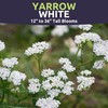 Yarrow White - Large 1,000mg Envelope - 6,000 Flower Seeds