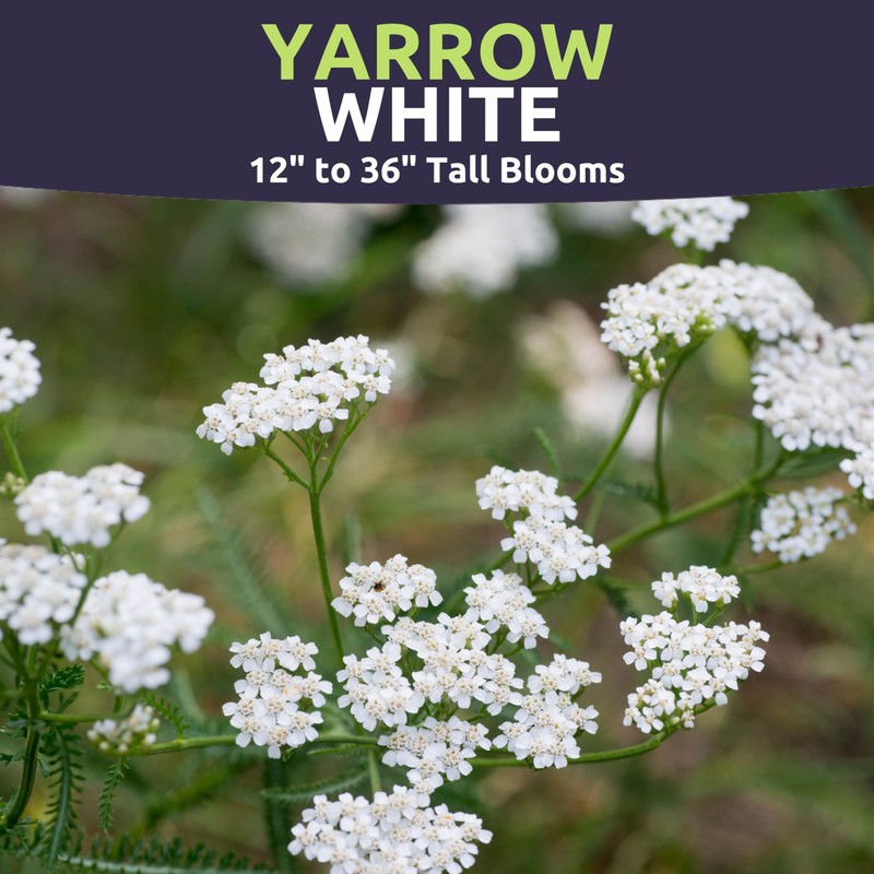 Yarrow White - Large 1,000mg Envelope - 6,000 Flower Seeds