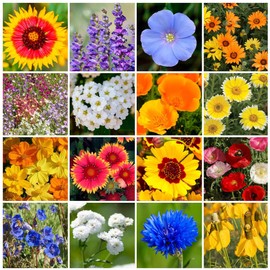 Park Seed Grow Your Own Vibrant Annual and Perennial Wildflower Garden Mixture, Easy to Grow Varieties for Pollinators and Spring Gardens - Dry Places Mix, 1 lb
