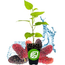 Dwarf Everbearing Black Mulberry Tree Live Plant – Morus nigra – Wellspring Gardens - Premium Fruit Tree for Indoor & Outdoor Planting – Ideal for Gardens, Patio, Landscaping, Bush & Berry Companion