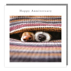 Anniversary Card - Happy Anniversary - Dog Noses and Blanket - Photographic Design - Made in the UK - Eco-Friendly