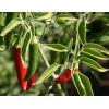 PEPPER SERRANO PEPPER * DISTINCTIVE FLAVORED * HOT * EVERBEARING