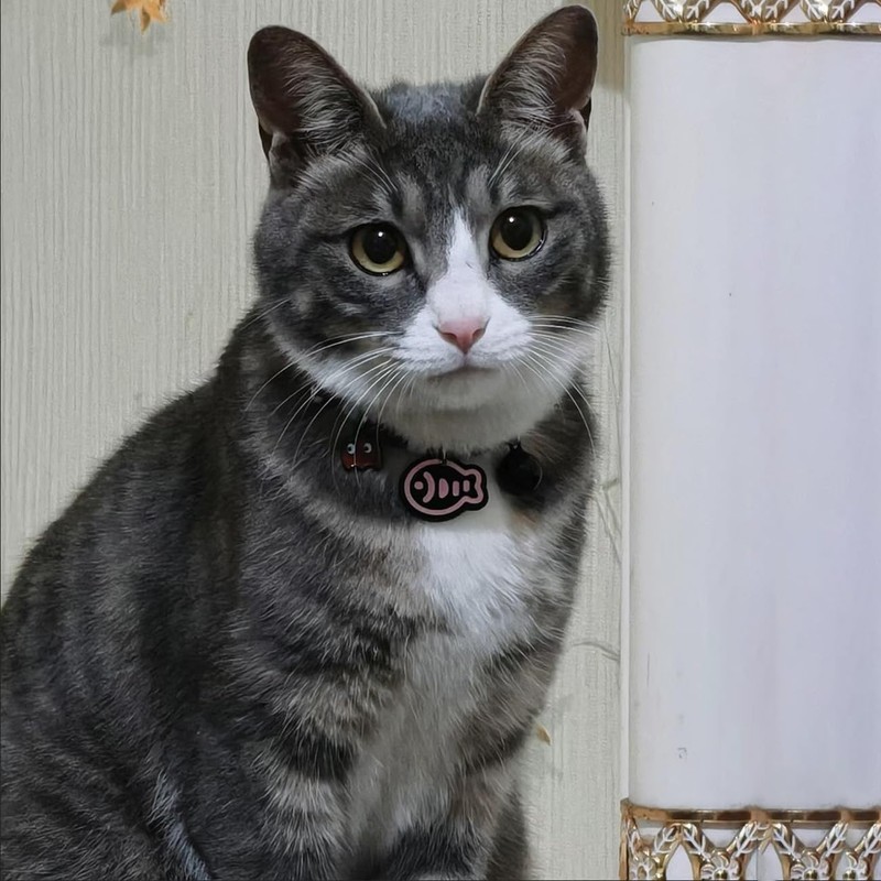 Hjvvr Cat Collar With Bell,Breakaway Pet Collar,Black Theme Fish Collar