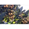 Tree Sweet Japanese Loquat Fruit Tree Tropical Live Plant 15”