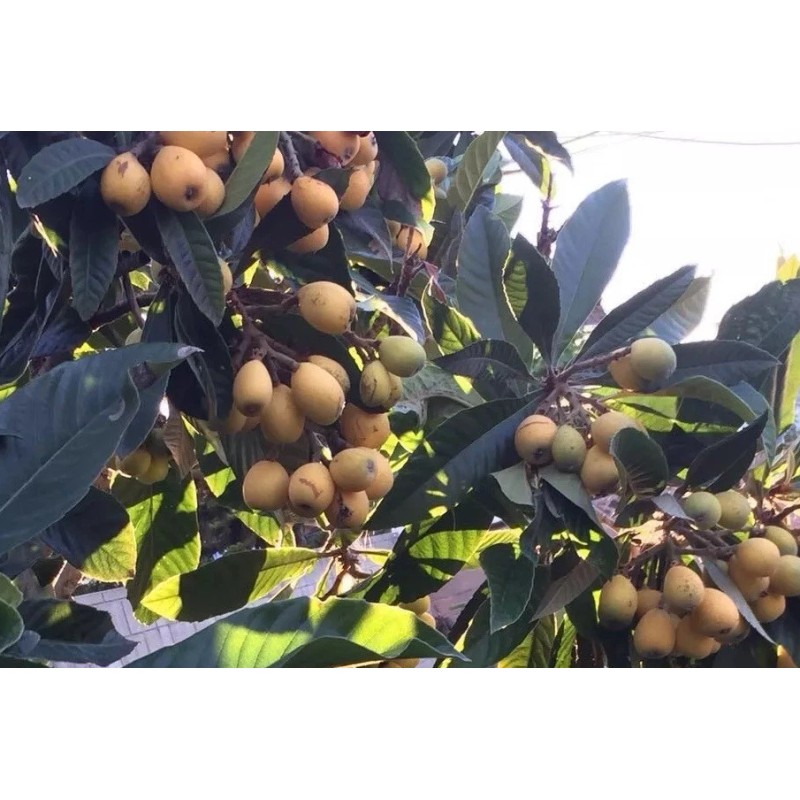 Tree Sweet Japanese Loquat Fruit Tree Tropical Live Plant 15”