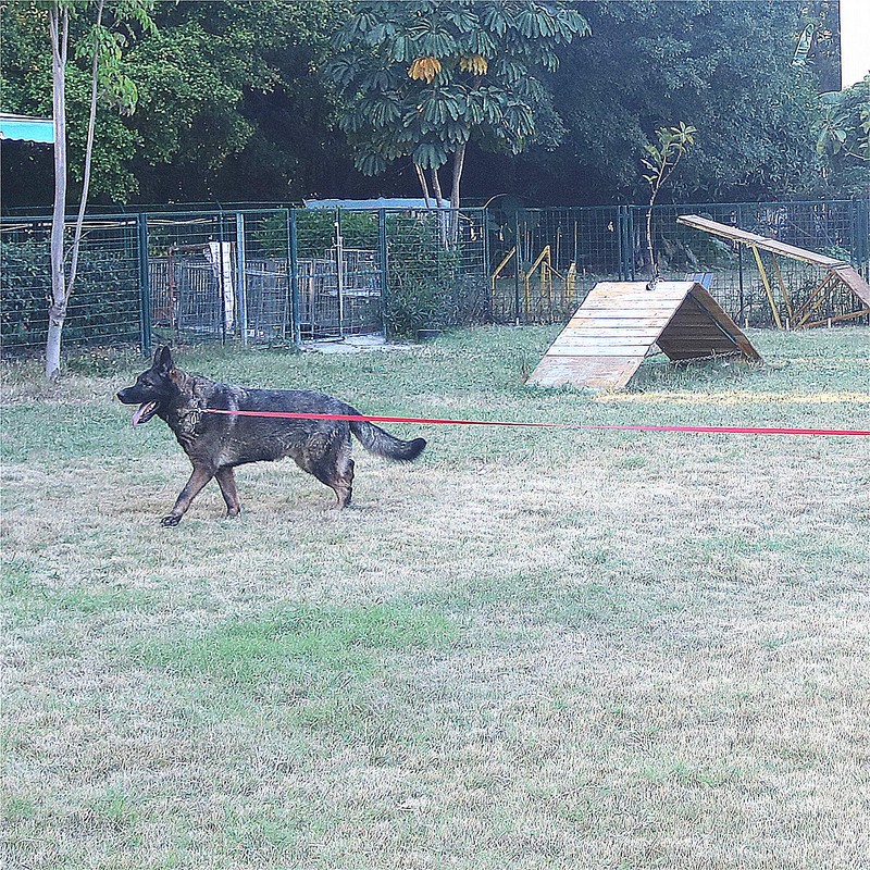 Siumouhoi Dog/Puppy Obedience Recall Training Agility Lead-15 ft 20 ft