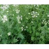 Cumin Seeds- Heirloom Herb- 200+ Seeds