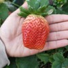 300+ PCS Giant Garden Strawberry Strawberry Sweet and Delicious Fruit
